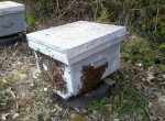 Vends 300 ruches peuplées