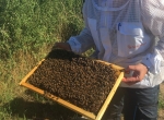 Essaims d’abeilles Buckfast 2024 